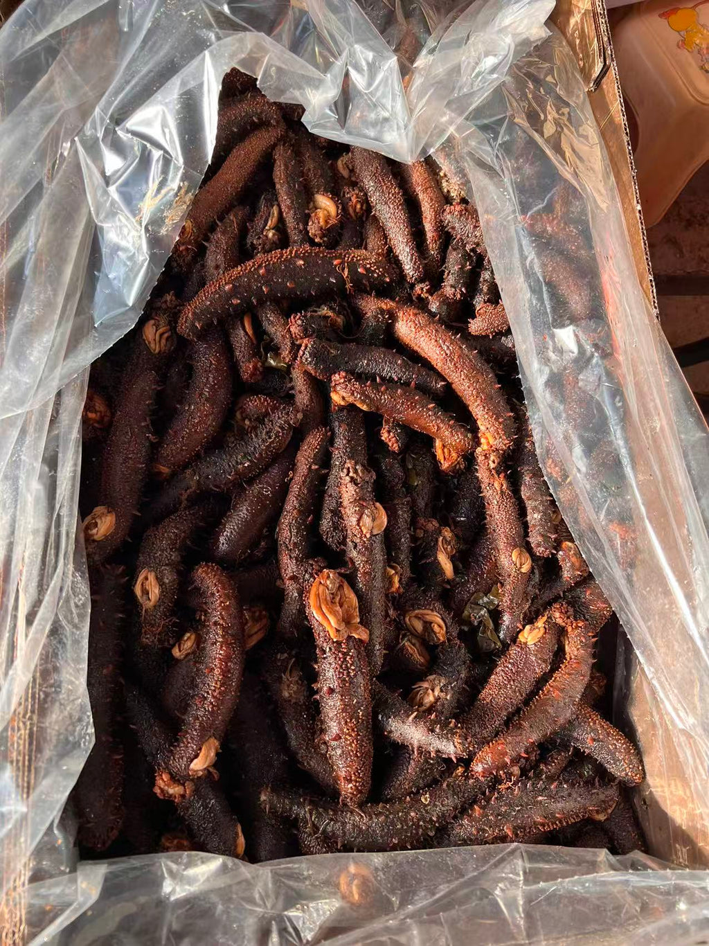 半干鲜阿拉斯加红海参