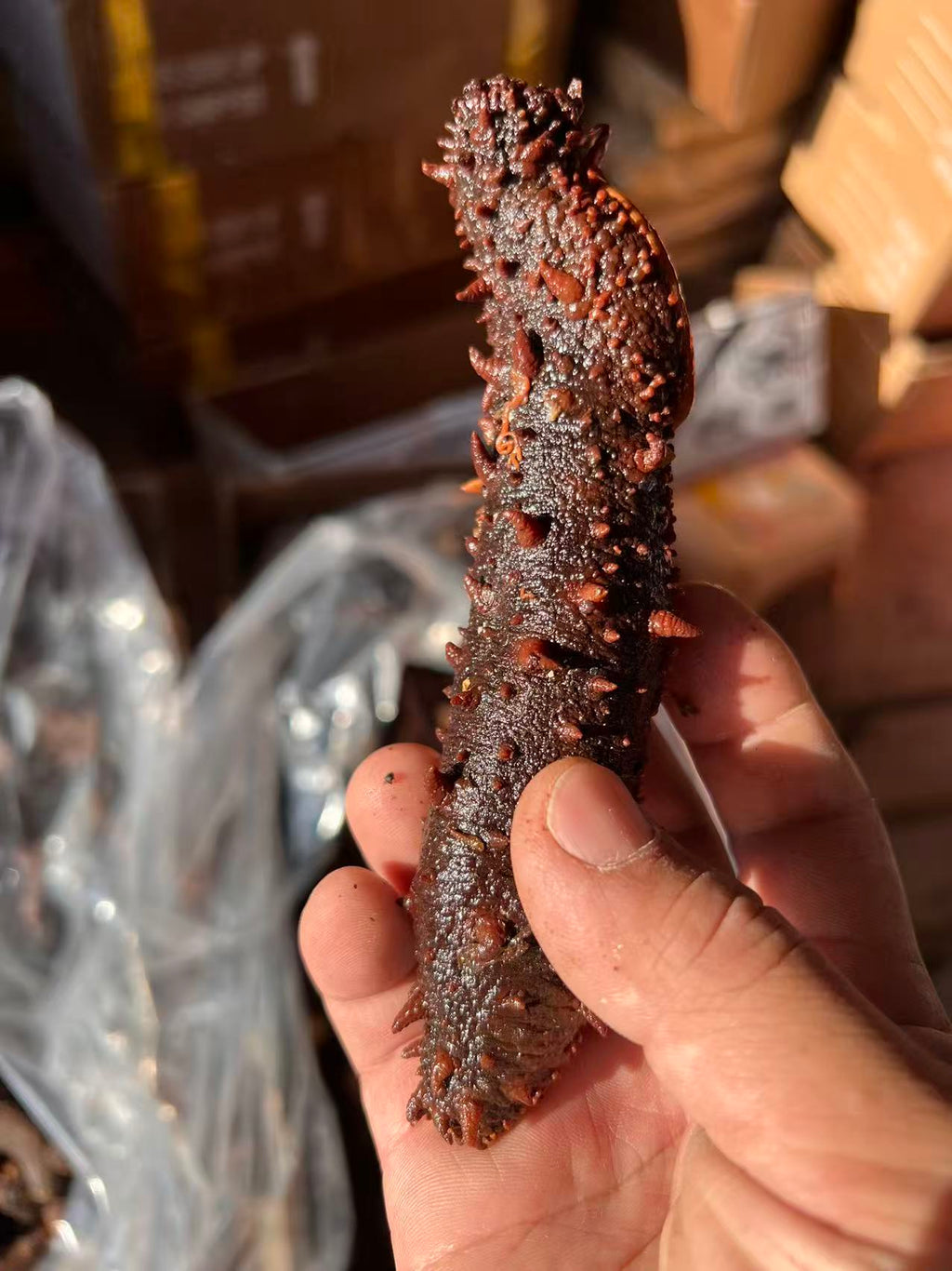 半干鲜阿拉斯加红海参