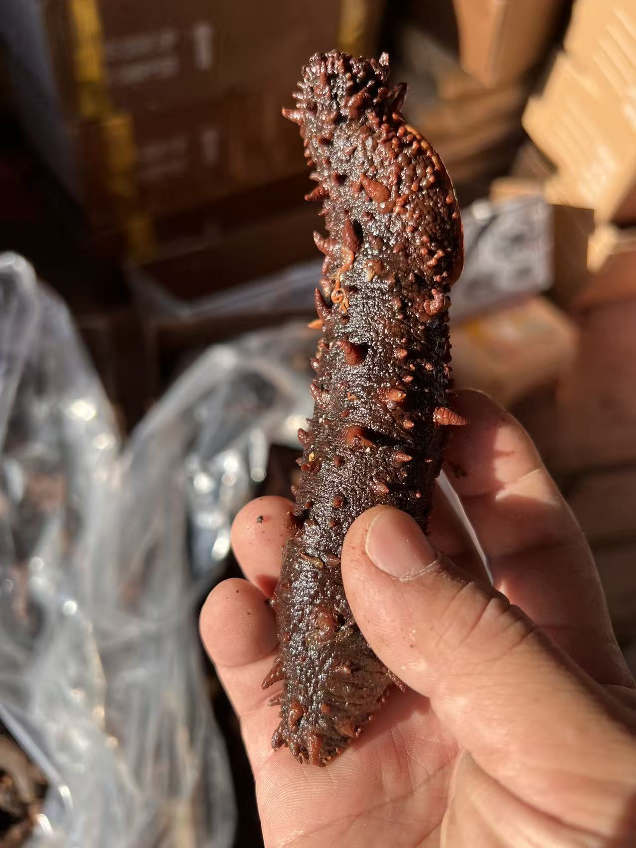 半干鲜阿拉斯加红海参
